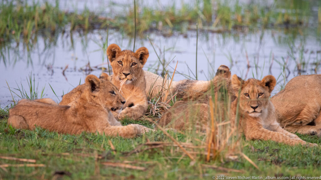 Several lion cubs resting on grass, with shallow water behind and reeds in front.