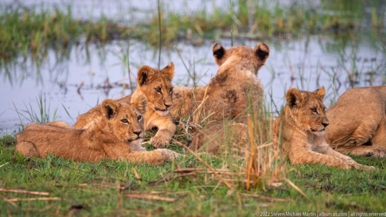 Close group of lion cubs reclining in grass beside floodplain water.