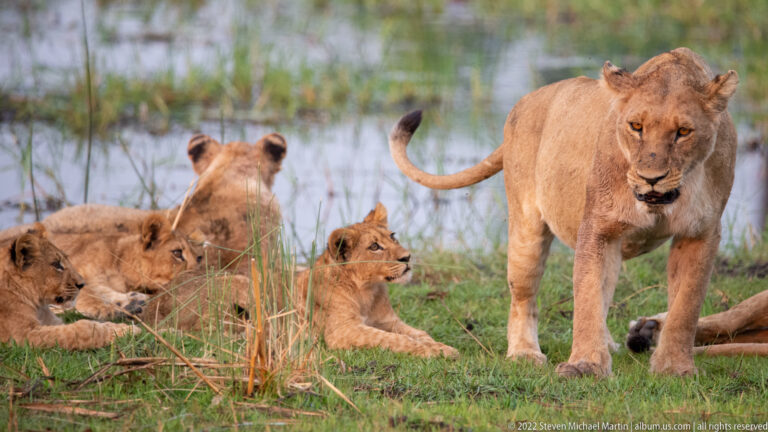 Adult lioness standing beside several resting lion cubs on green floodplain grass.