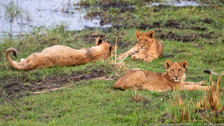 Three lion cubs on grass, including one lying on its back with tail curled upward.