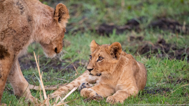 Lion cub lying in grass and looking up toward another young lion at the left edge.