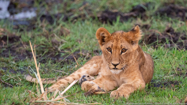 Young lion cub resting on green grass and looking directly toward the camera.