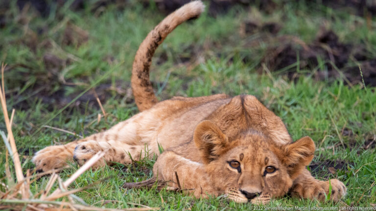Lion cub lying low with chin near the grass and looking toward the camera.