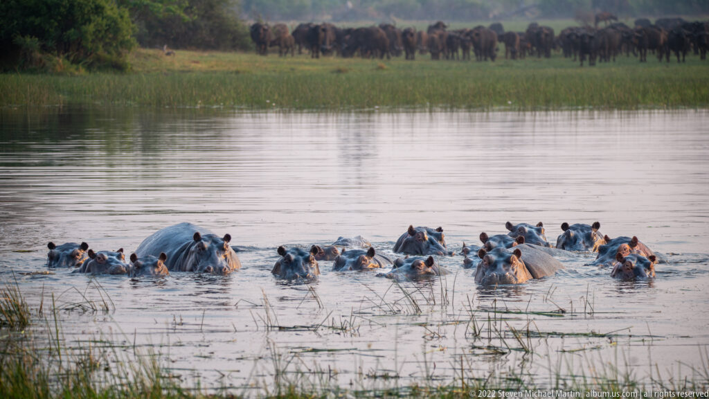 Hippopotamuses clustered in foreground water with a large African buffalo herd lined across the far bank.