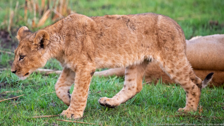 Lion cub walking in side profile across green grass with one forepaw raised.