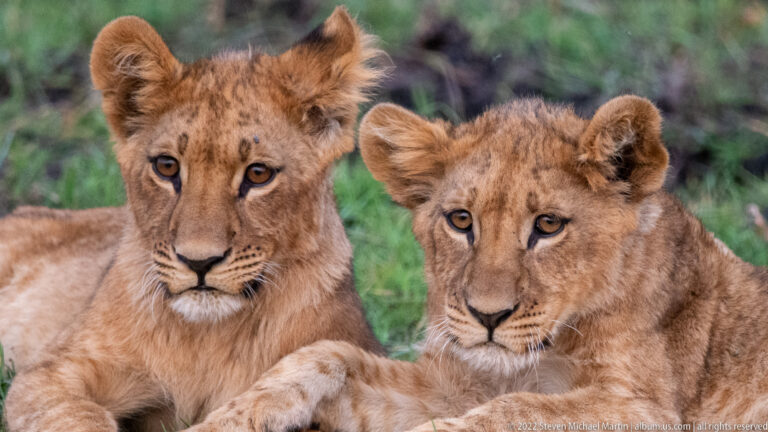 Two lion cubs resting side by side in green grass and looking toward the camera.