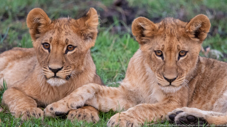 Two lion cubs reclining together in grass, one with a forepaw resting across the other.