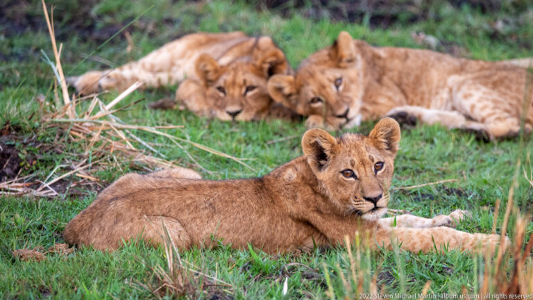Three lion cubs resting in green grass, with one in front and two reclining behind.