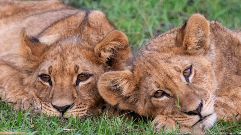 Two lion cubs lying cheek to cheek in grass, one facing forward and one tilted sideways.
