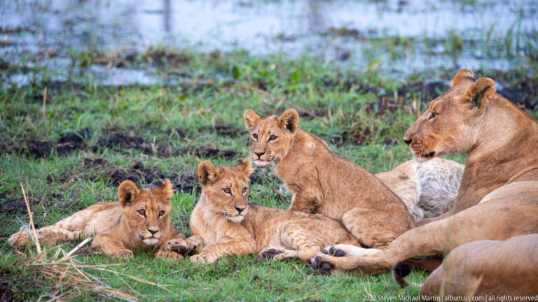 Lioness resting with several lion cubs on green grass beside shallow wetland.