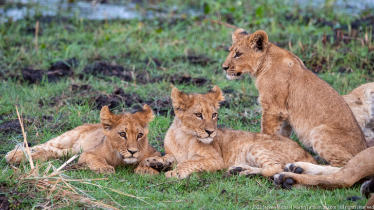 Three lion cubs resting and sitting beside a partially visible lioness in green grass.