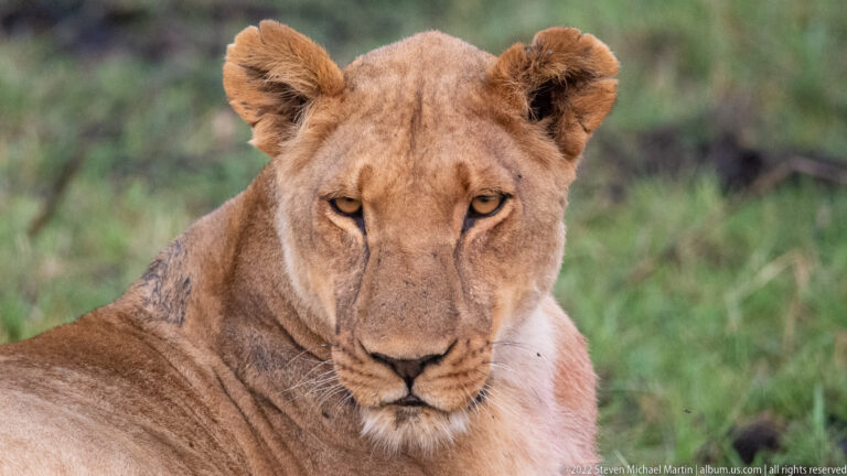 Close portrait of an adult lioness sitting in grass and looking directly at the camera.