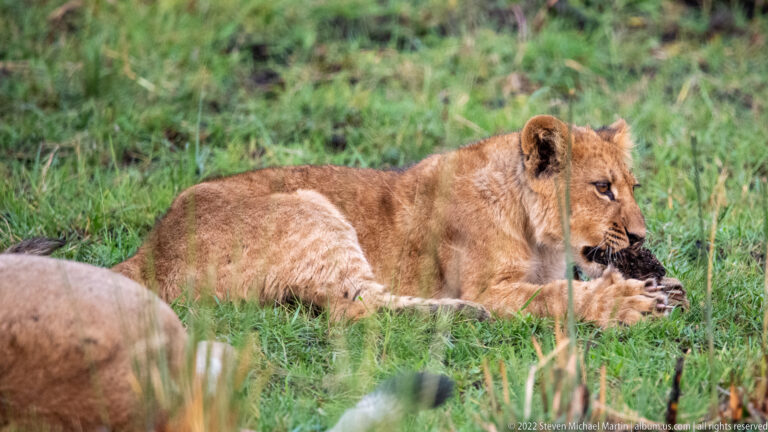 Lion cub lying in grass and chewing a dark object held between its front paws.