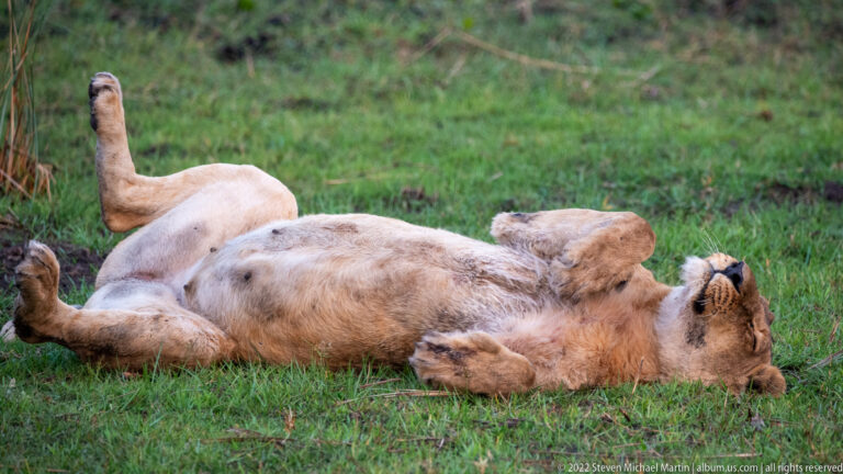 Lioness lying on her back in green grass with belly exposed and one hind leg raised.