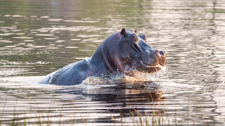 Hippopotamus moving through rippled water with its head and upper back above the surface.