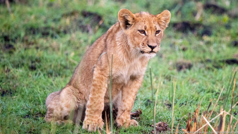 Young lion cub sitting upright in green grass and looking slightly to the right.