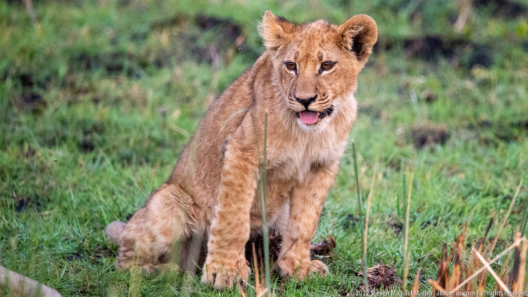 Lion cub sitting in grass with its tongue extended while looking toward the camera.