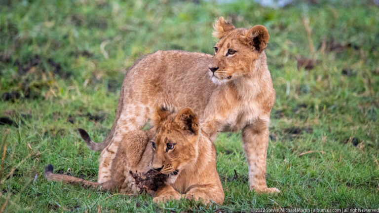 One lion cub standing over another cub that lies in grass holding a dark object.
