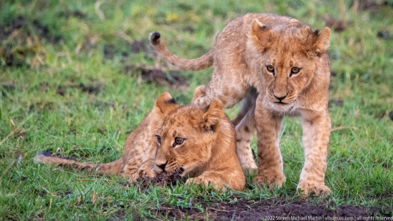 Two lion cubs in grass, one lying with a dark object and the other stepping forward behind it.