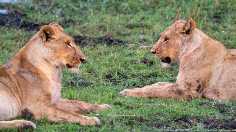 Two lionesses lying on grass and facing one another at close range.
