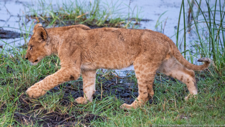 Lion cub walking in profile beside shallow floodplain water and reeds.