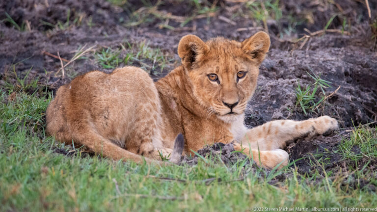 Lion cub reclining on muddy ground with one foreleg extended and head raised.