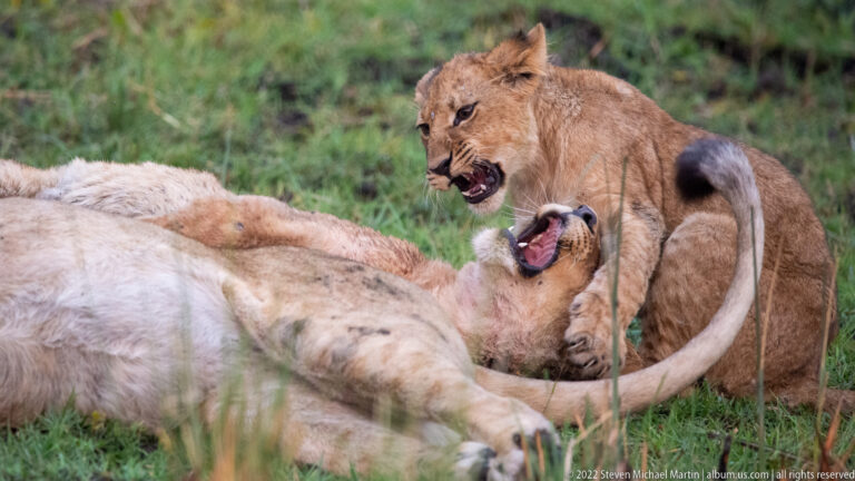 Lion cub standing over a reclining lioness as both hold their mouths open during close interaction.