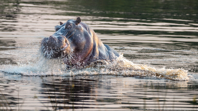 Hippopotamus charging or surging through water, with spray breaking around its head and shoulders.