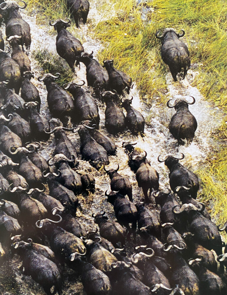 Large herd of African buffalo packed into a muddy floodplain channel, viewed from above.