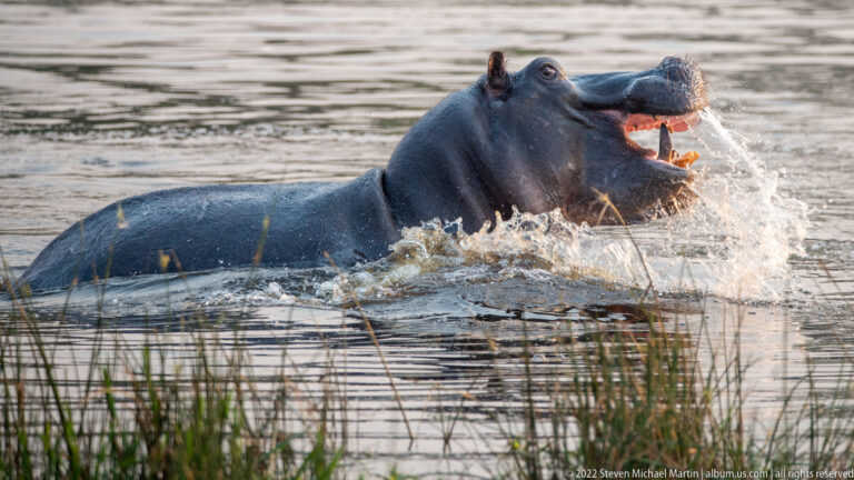 Hippopotamus in water with its mouth opened wide, showing large teeth and pink interior.