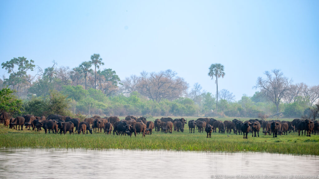 Large African buffalo herd spread across a green bank beyond open water, with palms and woodland behind.