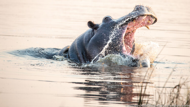 Close view of a partly submerged hippopotamus with jaws opened extremely wide and teeth exposed.