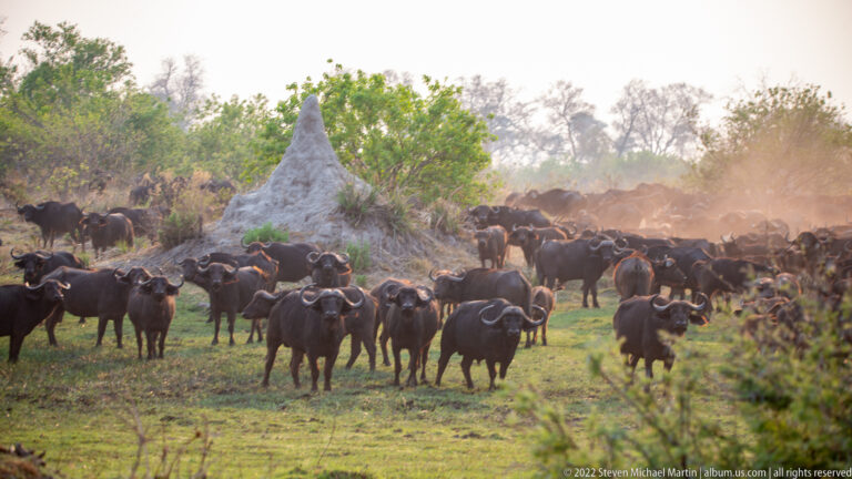 African buffalo herd gathered around a tall termite mound, with dust glowing behind the animals.