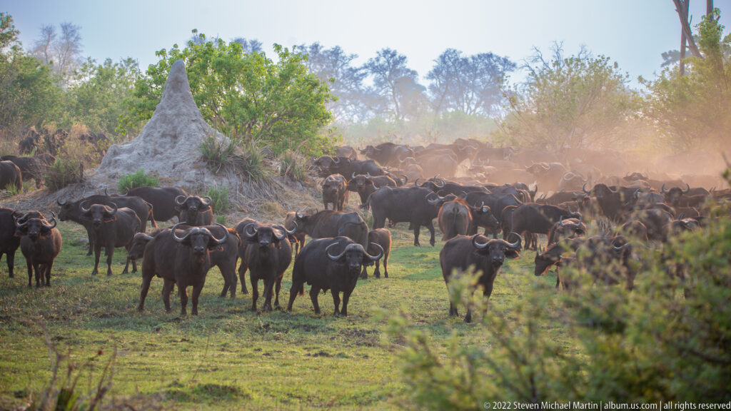 African buffalo moving through a dusty clearing beside a tall termite mound, several animals facing forward.
