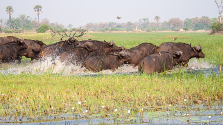 Dense herd of African buffalo splashing through shallow water bordered by bright green floodplain grass.