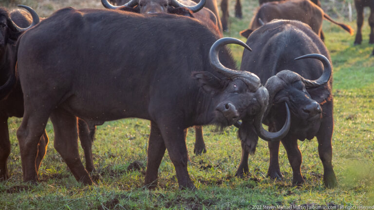 Two African buffalo facing each other with their heavy curved horns pressed together amid the herd.