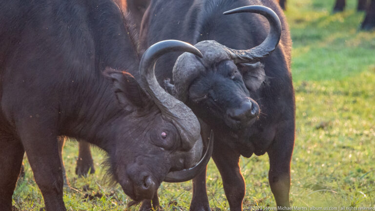 Close-up of two African buffalo with heads lowered and curved horns touching in a herd.