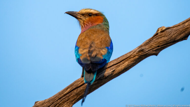 Lilac-breasted roller perched on a bare branch, showing lilac, turquoise, green, and brown plumage.