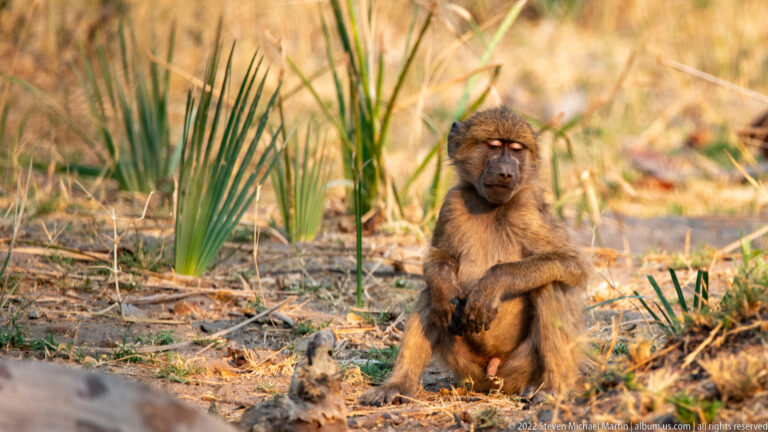 Seated chacma baboon on sandy ground among green palm shoots, facing toward the camera.