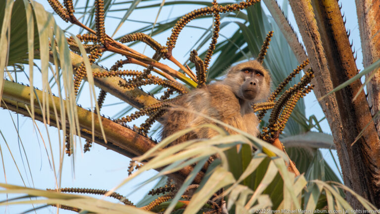 Chacma baboon sitting among palm fronds and branching flower stalks high in a tree crown.