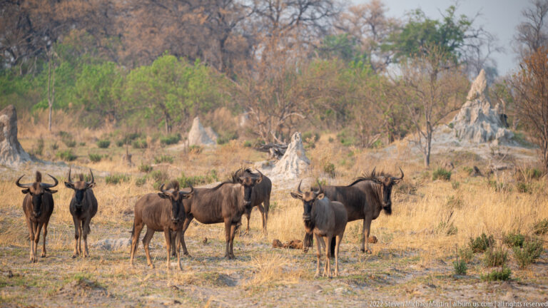 Small herd of blue wildebeest standing on dry ground among shrubs and pale termite mounds.