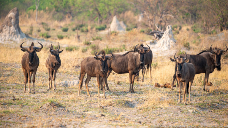 Blue wildebeest grouped on dry savanna with several pale termite mounds rising behind them.