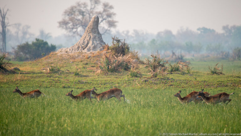 Reddish antelope, likely red lechwe, moving through green floodplain grass below a tall termite mound.