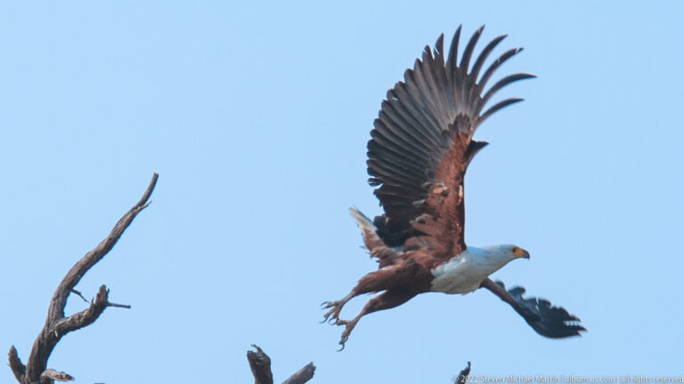 African fish eagle lifting from a dead branch with wings raised and talons extended against blue sky.