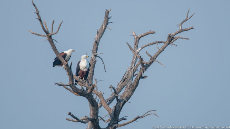 Two African fish eagles perched close together high in the bare branches of a dead tree.