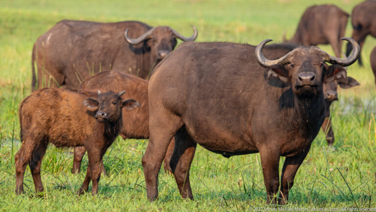 African buffalo cow and reddish-brown calf standing in wet grass with other buffalo behind them.