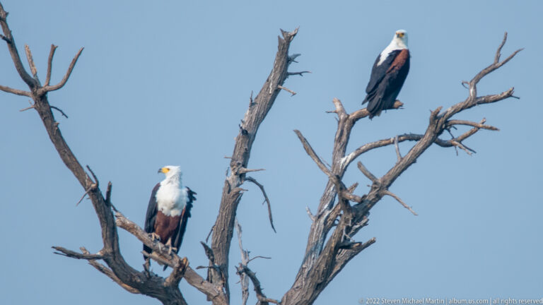 Two African fish eagles perched on separate bare branches of a dead tree against blue sky.
