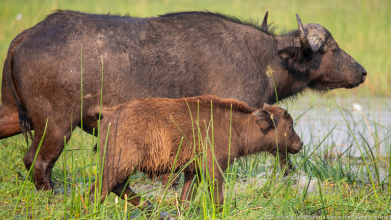 African buffalo cow and reddish calf walking side by side through tall marsh grass near water.