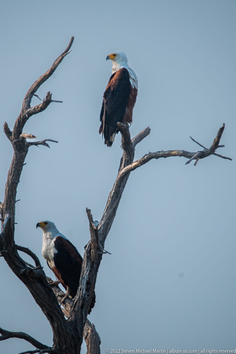 Two African fish eagles perched at different levels on a bare branching tree against pale blue sky.