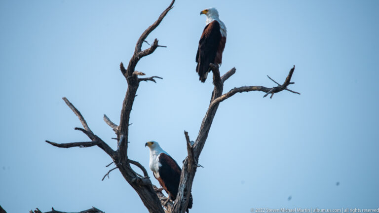 Two African fish eagles perched one above the other in the bare branches of a tall dead tree.